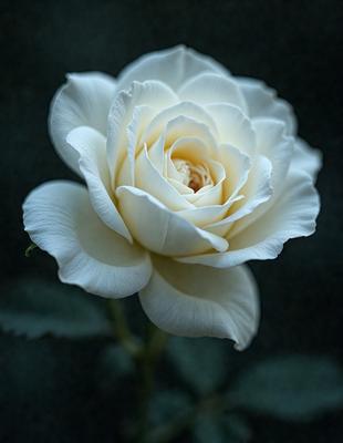 The primary subject of the image is a white rose with a yellow center, sitting in a vase. The setting is a dark background, which contrasts with the white and yellow colors of the rose. The visual style is a close-up of the rose, showcasing its details. The colors and mood of the image are predominantly white and yellow, creating a sense of freshness and elegance.